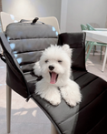 Load image into Gallery viewer, BRAXTON Everyday Convertible Carrier
