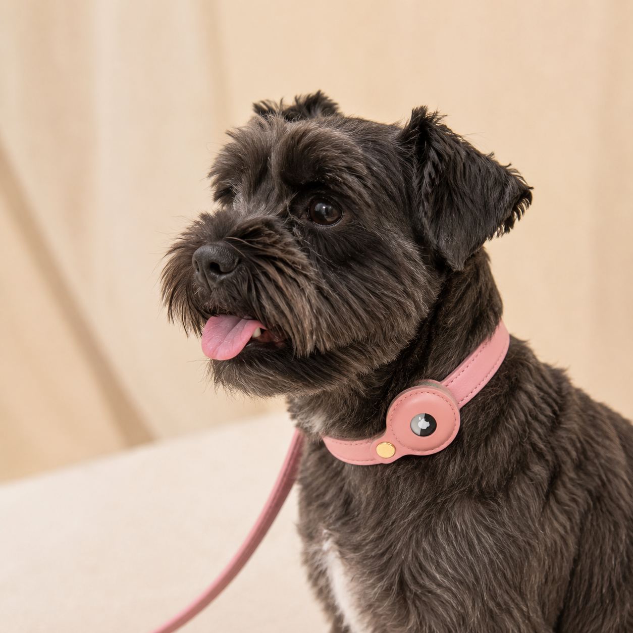Braxton AirTag Dog Collar by Nina Woof