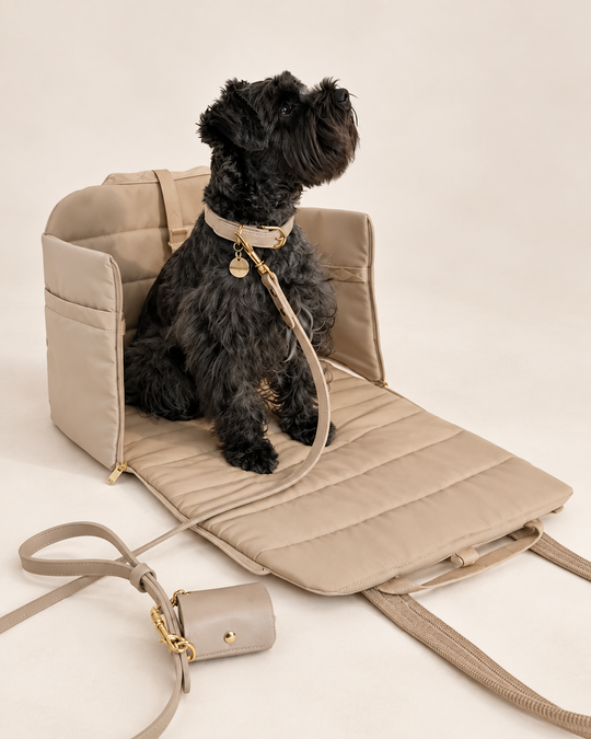 Braxton sitting in the opened convertible carrier on a soft cream background