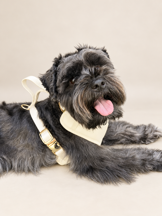 Braxton wearing the Bone Signature Harness on a warm neutral background