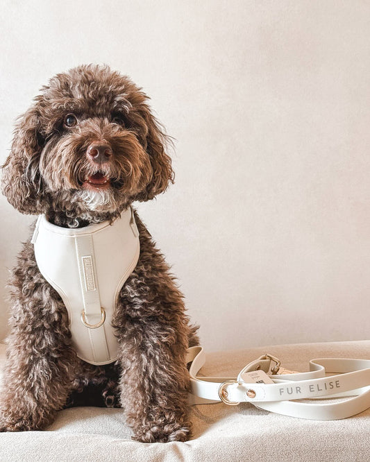 Fur Elise Elise Harness front fit on a dog